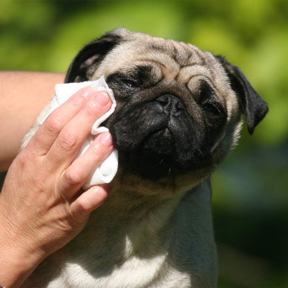 Scamper Grooming Wipes - Pet Wipes for Dogs & Cats (Aloe Vera)